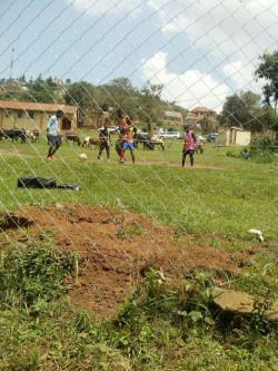 Vipper, Bombo, white dog, Beck's, and Sharif, enjoying the day during training that evrng